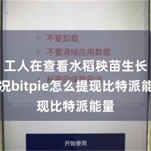 工人在查看水稻秧苗生长情况bitpie怎么提现比特派能量